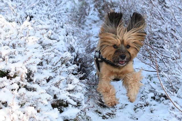 a running dog