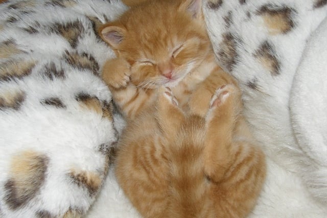 sleeping kitten