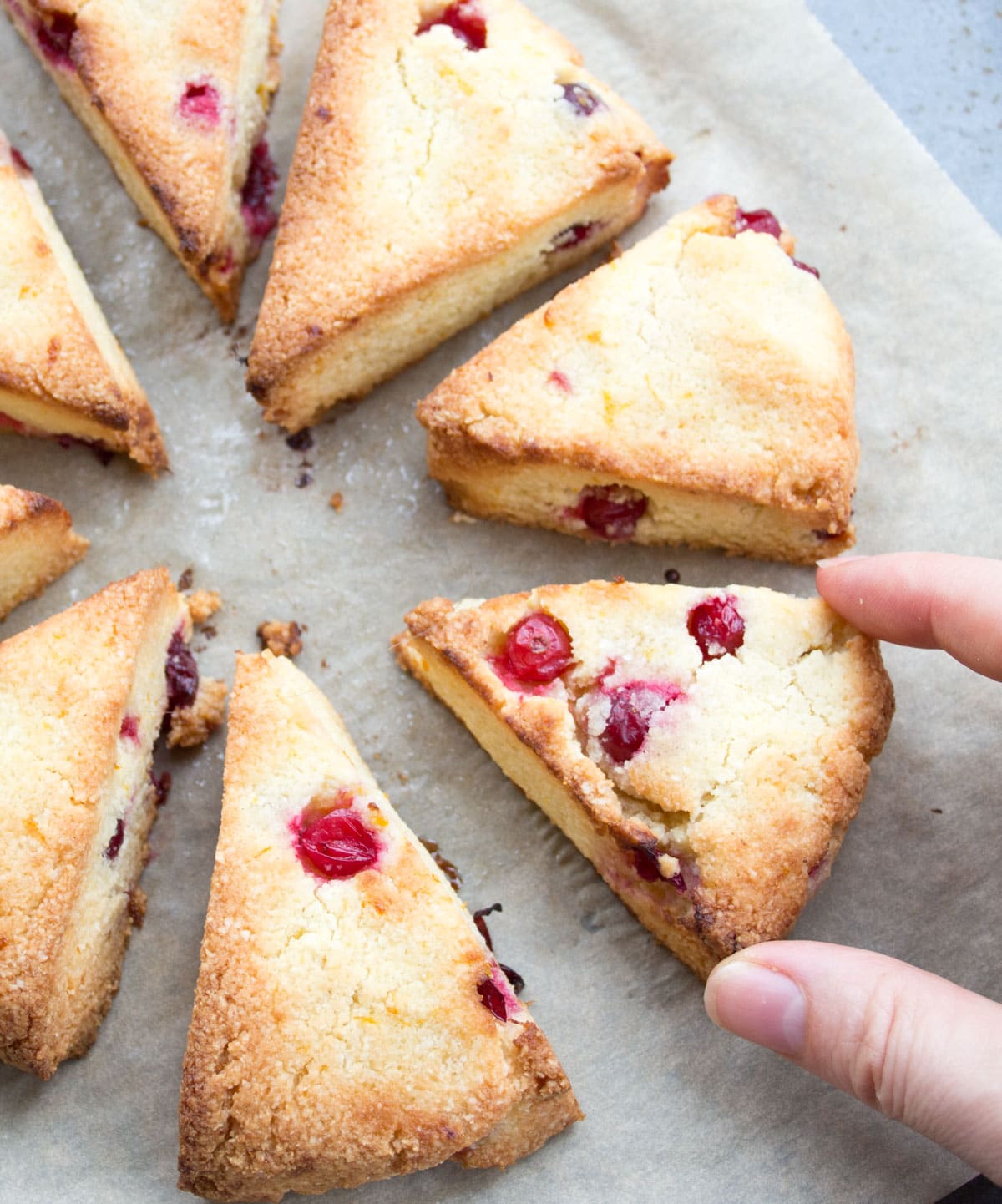 Triangular cranberry orange scones arranged in a circle on parchment paper