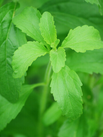 Stevia leaf plant.