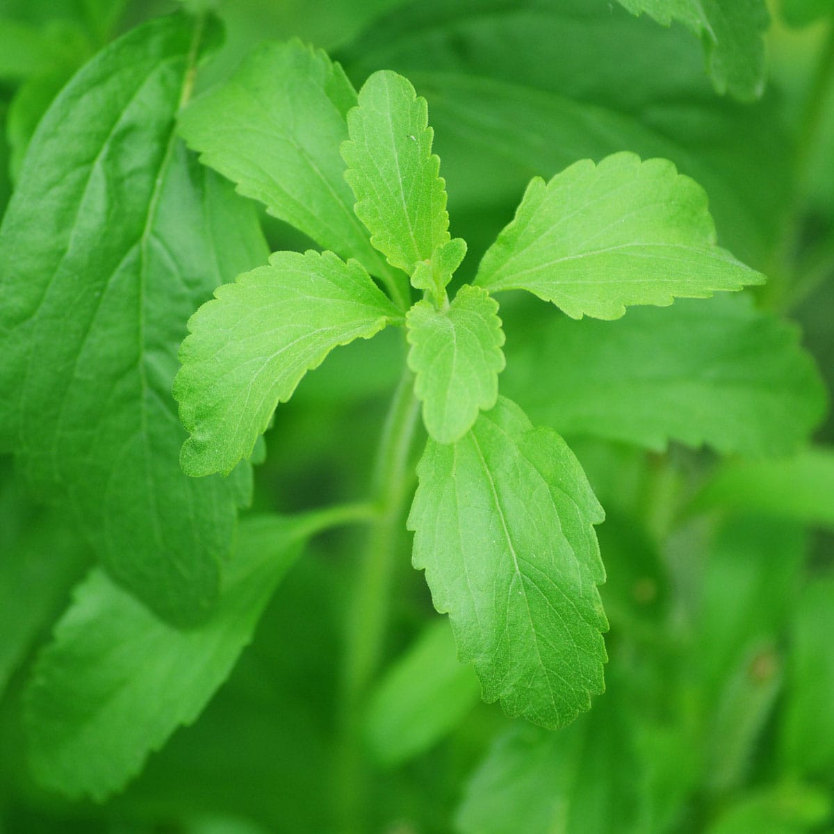 Stevia leaf plant.